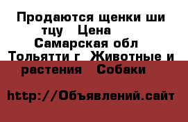 Продаются щенки ши-тцу › Цена ­ - - Самарская обл., Тольятти г. Животные и растения » Собаки   